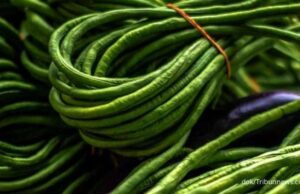 Khasiat dan Manfaat Acang Panjang untuk Nutrisi Harian