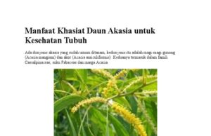 Khasiat dan Manfaat Acasia Auriculiformis sebagai Herbal Alami