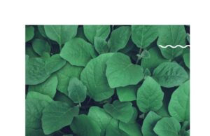 Khasiat dan Manfaat Agarillus Celte dalam Dunia Herbal