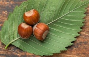 Khasiat Air Buah Pinang Muda: Benarkah Ampuh untuk Vitalitas Pria?