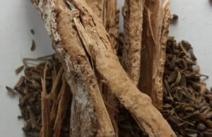 Khasiat dan Manfaat Adas Pulowaras dan Pulosari dalam Dunia Herbal