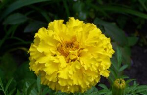 Khasiat dan Manfaat African Marigold French sebagai Tanaman Herbal