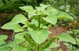 Khasiat dan Manfaat Air Akar untuk Pengobatan Herbal