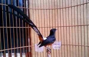 Panduan Lengkap: Manfaat dan Cara Menggunakan Air Garam untuk Burung Peliharaan Anda