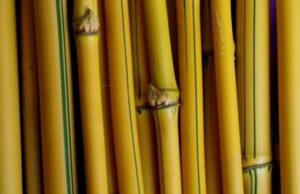 Khasiat dan Manfaat Air Bambu Kuning untuk Pengobatan Tradisional