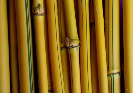 tekstur-bambu-kuning-yang-berbeda-510x357